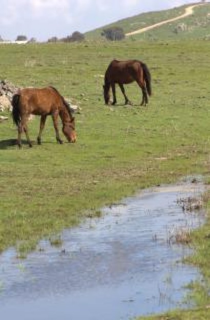 Israel horses Sea of Galilee in upper galilee about Galilee Jesus